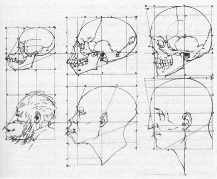 Petrus Camper's Skulls